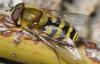 Syrphus vitripennis